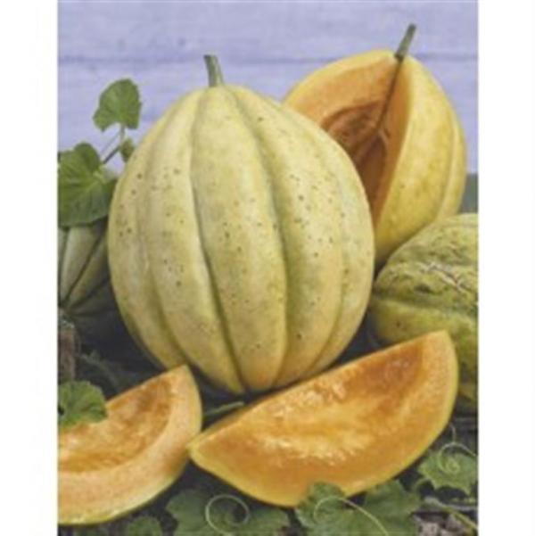 VIEILLE FRANCE FRENCH Melon  10 seeds